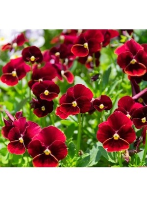 Esranın Dünyası Kırmızı Menekşe Çiçeği Tohumu - 10 Adet