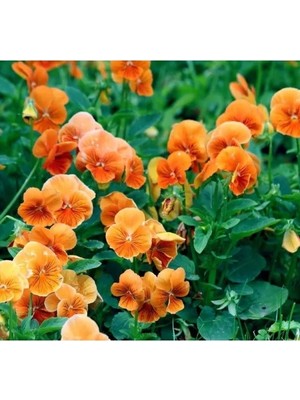 Esranın Dünyası Turuncu Menekşe Çiçeği Tohumu