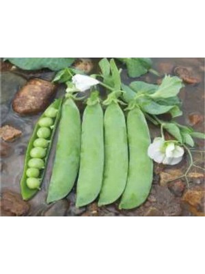 Esranın Dünyası Bezelye Tohumu - 10 Gram