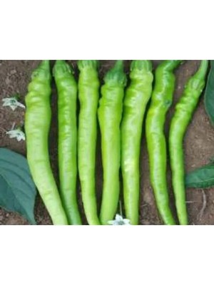 Esranın Dünyası Aksel Biber Tohumu - 10 gr Paket