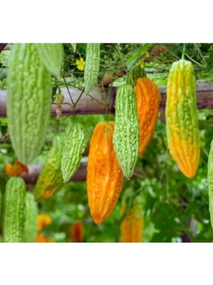 Esranın Dünyası Kudret Narı Çiçeği Tohumu - Sağlıklı Bitki