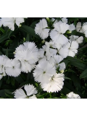 Esranın Dünyası Kokulu Beyaz Çin Karanfili F1 Tohumu - 10 Tohum