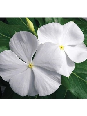 Esranın Dünyası Saf Beyaz Rozet Çiçeği Tohumu (Çok Dallanan) - 15 Tohum