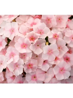 Esranın Dünyası Somon Floks F1 Tohumu - 25 Tohum