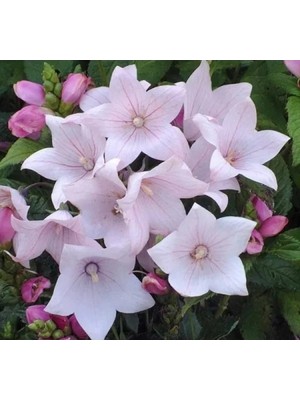 Esranın Dünyası Pembe Renkli Katmerli Balon Çiçeği - 5 Adet Tohum