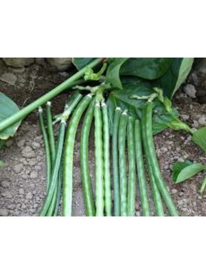 Esranın Dünyası Börülce Tohumu (10 Gr)