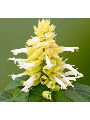 Esranın Dünyası Beyaz Ateş Çiçeği Tohumu - 15 Adet