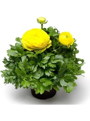 Esranın Dünyası Sarı Renkli Kalıcı Katlı Şakayık Tohumu - 5 Adet