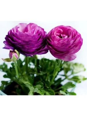 Esranın Dünyası Mor Renkli Şakayık Tohumu - Kalıcı ve Katlı (5 Tohum)