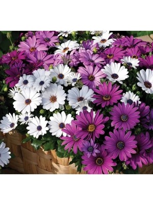 Esranın Dünyası Karışık Renkli Bodrum Papatyası Tohumu - 5 Adet