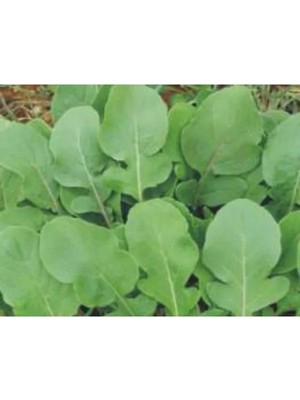 Esranın Dünyası Aksel Roka Tohumu - 10 Gram