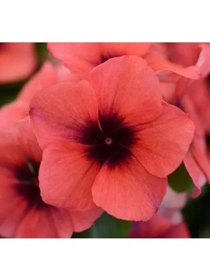 Esranın Dünyası Turuncu Siyah Renkli Rozet Çiçeği Tohumu Tattoo Serisi - 5 Adet