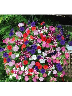 Esranın Dünyası Sarkıcı Petunya Çiçeği Tohumu
