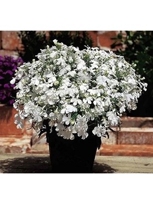 Esranın Dünyası Beyaz Lobelya Tohumu - Çok Çiçekli - 10 Tohum