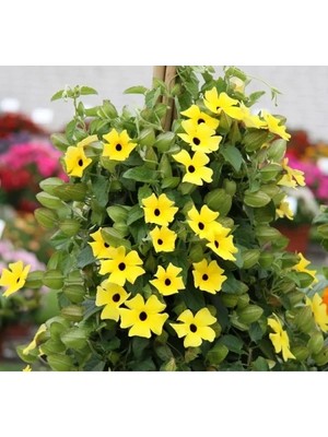 Esranın Dünyası Sarı Kara Gözlü Suzan Çiçeği Tohumu - 5 Adet