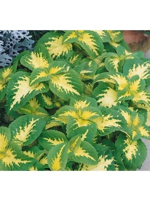 Esranın Dünyası Yaprak Güzeli Tohumu - Kırmızı Yeşil Beyaz 20 Adet