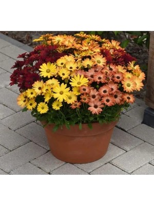 Esranın Dünyası Sarı - Turuncu Karışık Bodrum Papatyası F1 Tohumu - 5 Adet