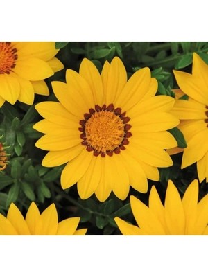 Esranın Dünyası Sarı Renkli Büyük Çiçekli Gazanya Çiçeği Tohumu - 8 Adet