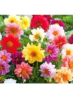 Esranın Dünyası Minyon Yıldız Çiçeği Tohumu (Adet Bilgisi Yok)