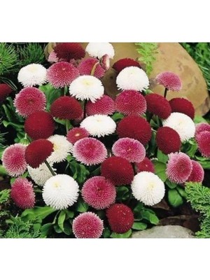 Esranın Dünyası Çilek Papatyası Tohumu - Renkli Çiçekler Için