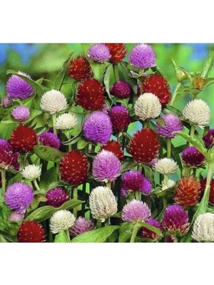 Esranın Dünyası Medine Çiçeği Tohumu - 10 Tohum