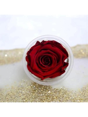 Kırmızı Solmayan Ekvator Gülü