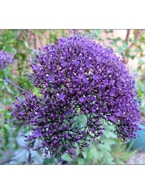 Ulu Pazarlama Mor Renkli Uzun Boylu Kesmelik Trakelyum Tohumu - 5 Adet