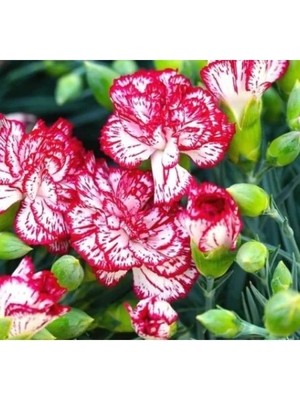 Ulu Pazarlama Karanfil Yediveren Çiçeği Tohumu