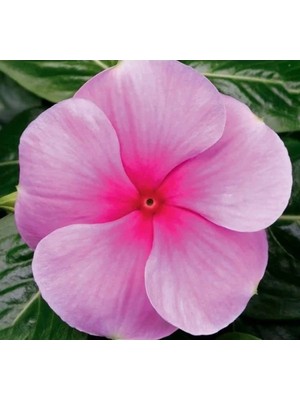 Ulu Pazarlama Pembe Renkli Çok Dallanan Rozet Çiçeği - 15 Tohum