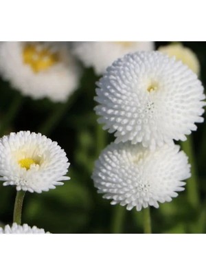 Ulu Pazarlama Beyaz Şeker Tohumu F1 (50 Tohum)