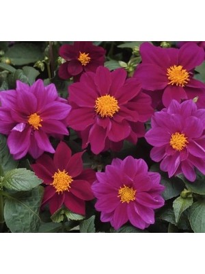 Ulu Pazarlama Mor Renkli Bodur Yıldız Çiçeği Tohumu - 10 Tohum