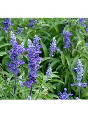 Ulu Pazarlama Adaçayı Çiçeği - Doğal ve Sade Güzellik