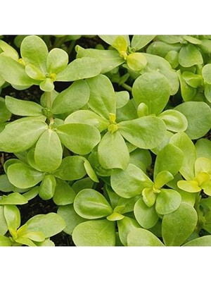 Ulu Pazarlama Semiz Otu Tohumu - 10 gr