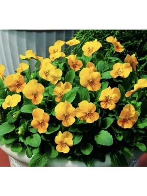 Ulu Pazarlama Sarı Menekşe Çiçeği Tohumu