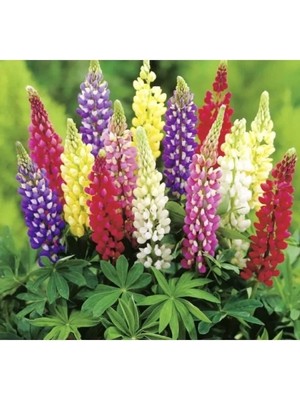 Ulu Pazarlama Lupinus Acı Bakla Çiçeği Tohumu - 5 Adet