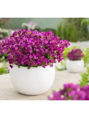 Ulu Pazarlama Kırmızı Renkli Arabis Tohumu - Alp Kesimi, 20 Tohum