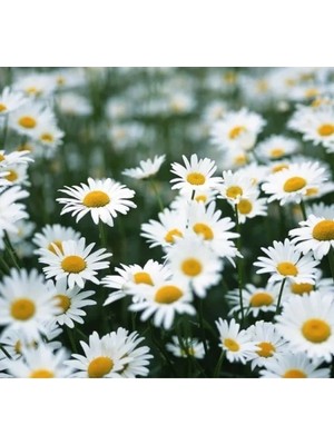 Ulu Pazarlama Kır Papatyası Çiçeği Tohumu - 10 Adet