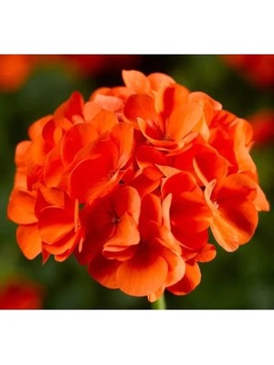 Ulu Pazarlama Turuncu Renkli Sardunya Tohumu - 5 Tohum