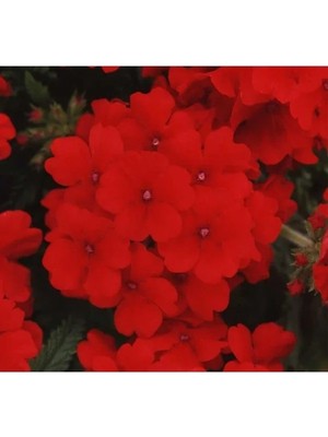 Ulu Pazarlama Mine Çiçeği Tohumu - Sarkan Çok Dallanan - Kırmızı Renkli - 10 Tohum