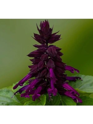 Ulu Pazarlama Mor Renkli Bodur Ateş Çiçeği Tohumu - 15 Adet