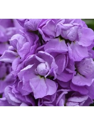 Ulu Pazarlama Kokulu Şebboy Tohumu - Lavanta Renkli - 10 Tohum