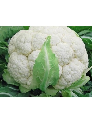 Ulu Pazarlama Yüksek Kaliteli Doğal Karnıbahar Tohumu