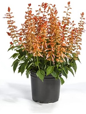 Ulu Pazarlama Somon Renkli Ateş Çiçeği Tohumu (Bodur Çok Çiçekli, 15 Adet)