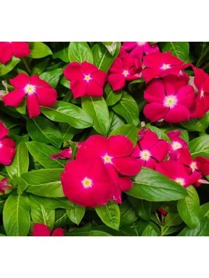 Ulu Pazarlama Beyaz Kırmızı Nokta Rozet Çiçeği Tohumu - Çok Çiçekli ve Dallanan - 15 Tohum