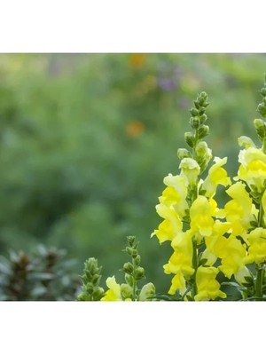 Ulu Pazarlama Sarı Renkli Aslanağzı Tohumu (Kesimlik) - 20 Tohum