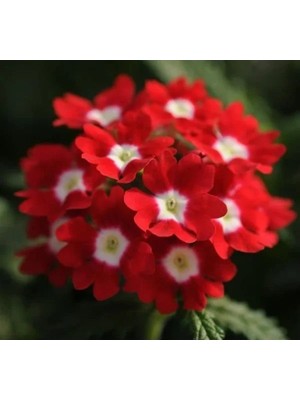 Ulu Pazarlama Kırmızı Beyaz Noktalı Mine Çiçeği Tohumu - 10 Adet