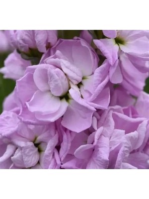 Ulu Pazarlama Pembe Renkli Kokulu Çok Uzun Boylu Şebboy Tohumu - 10 Adet