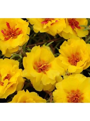 Ulu Pazarlama Sarı Renkli Katmerli Çok Çiçekli Ipek Çiçeği Tohumu - 40 Tohum