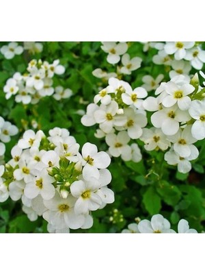 Ulu Pazarlama Beyaz Renkli Arabis Tohumu (Alp Kesimi) - 20 Tohum