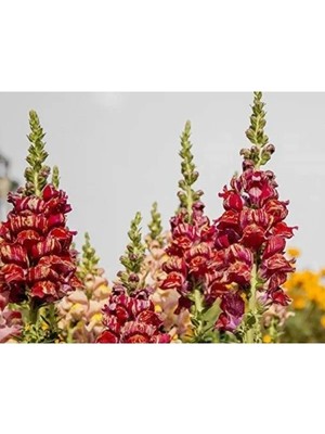 Ulu Pazarlama Sarı Kırmızı Çizgili Uzun Boylu Aslan Ağzı Tohumu - 25 Adet